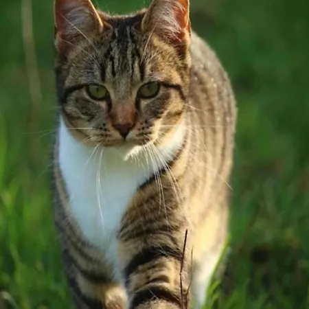 In Rovinj With Pool & Bubble Bath