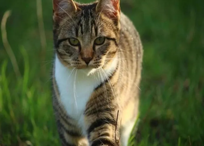 In Rovinj With Pool & Bubble Bath